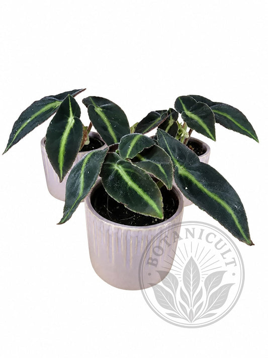 Begonia Listada | 6cm Ceramic Pot