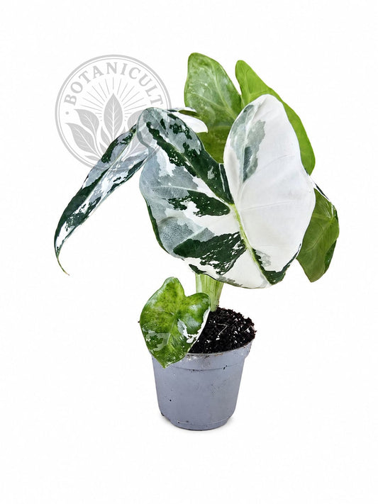 Alocasia Frydek Variegated