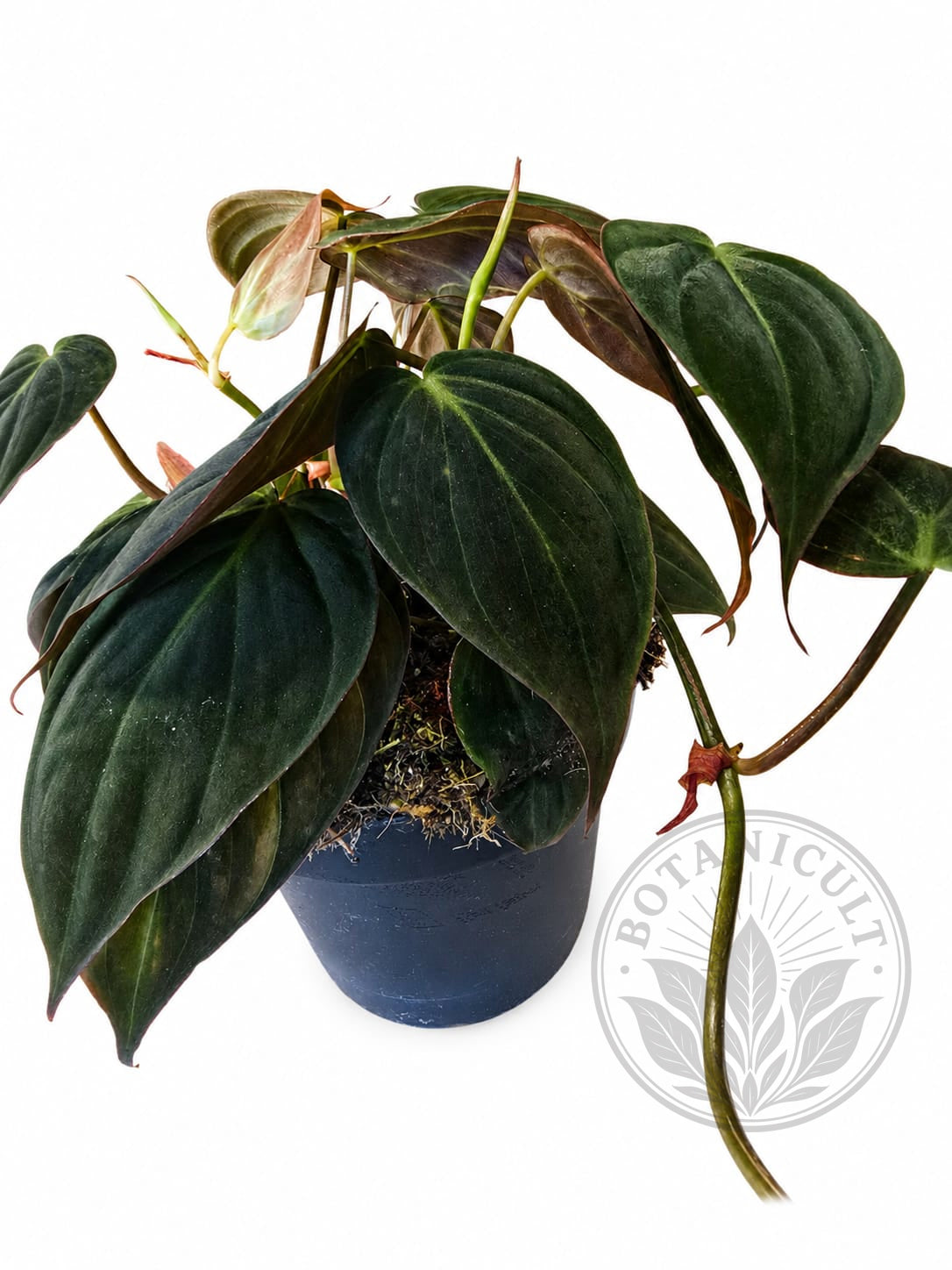 Philodendron Micans