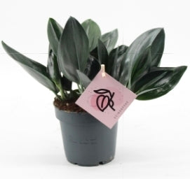 Scindapsus Treubii Dark Form