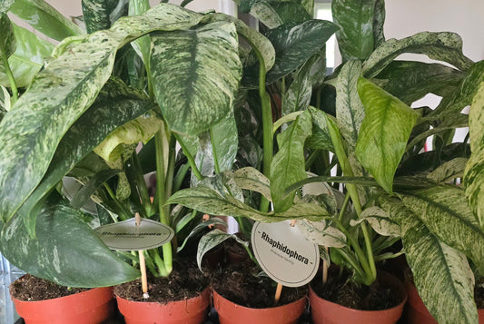 Rhaphidophora Pubescens Variegata: The Rare Climber Is Coming to BOTANICULT