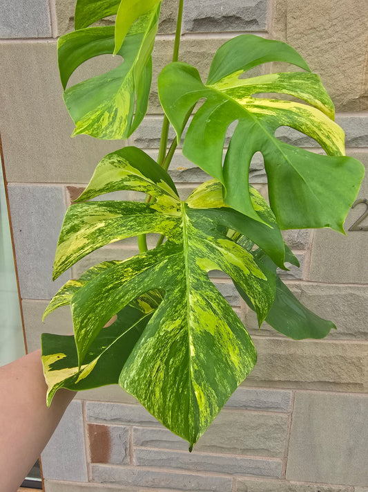 Monstera Deliciosa Aurea: The Golden Variegated Monstera Collectors Are Hunting