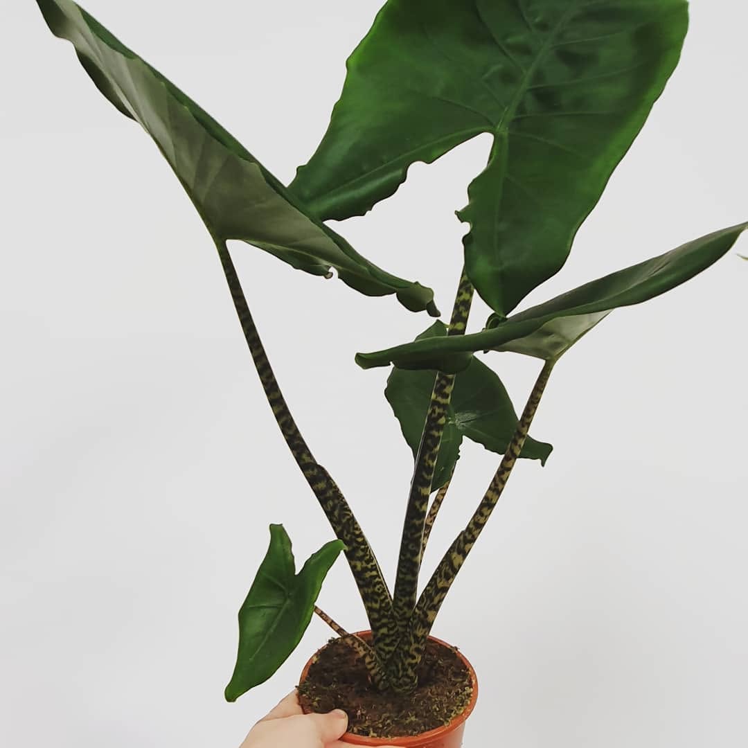 Alocasia Zebrina