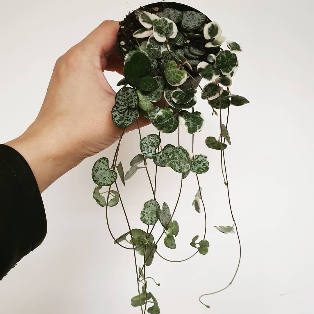 Ceropegia Woodii: The Complete Guide to String of Hearts & How to Propagate