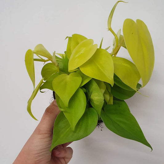 Philodendron hederaceum 'Lemon Lime'