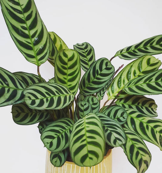 The Plant Parent's Holiday Checklist: How to Keep Your Plants Alive While You're Away