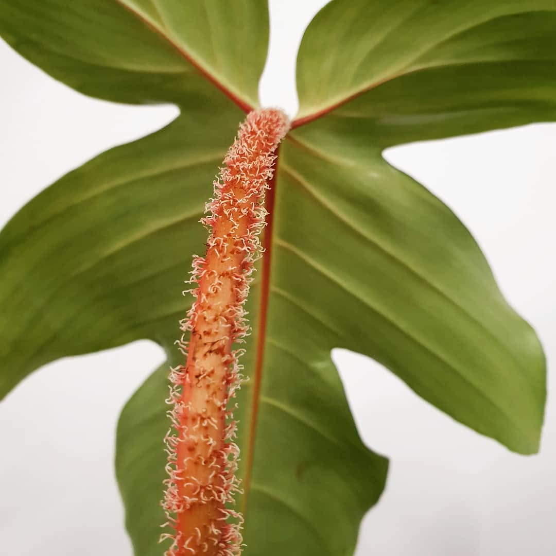 Philodendron Care Guide