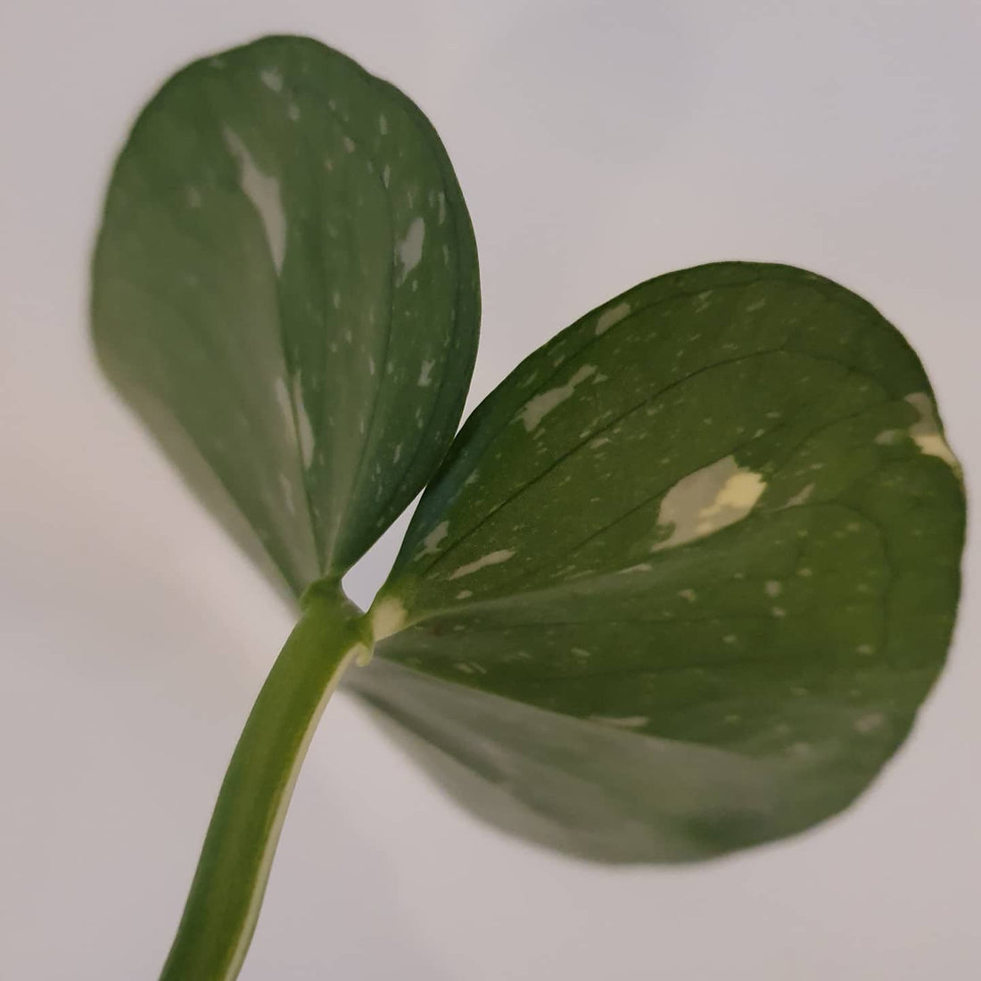 Variegated monstera thai constellation 