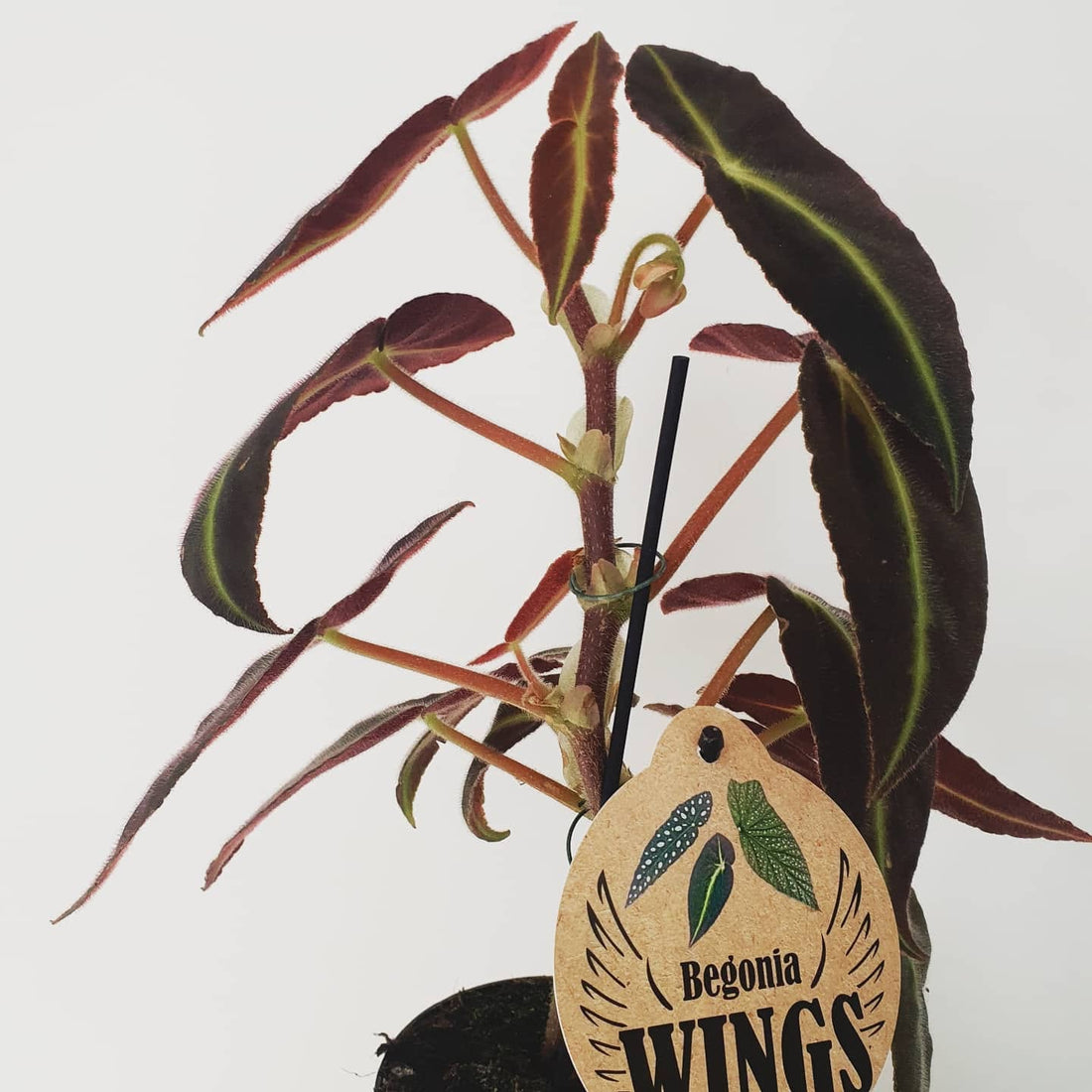 Begonia Listada