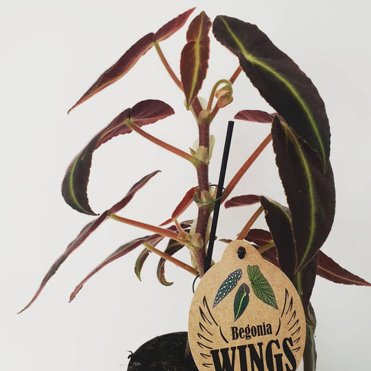 Begonia Listada