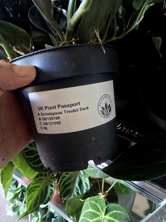 Plant Importing in the UK After Brexit