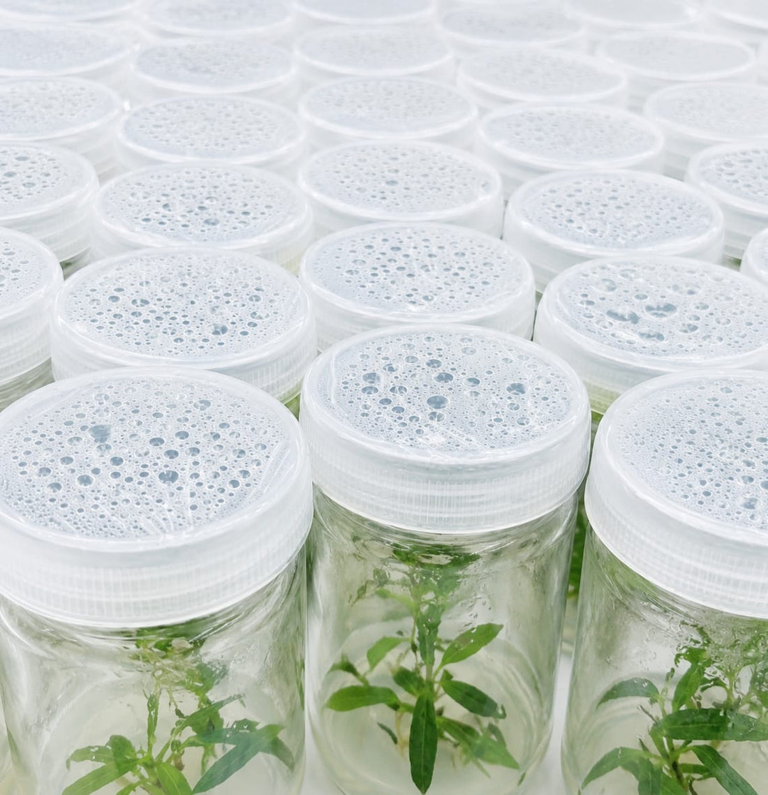 From Flask to Foliage: