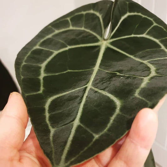 Anthurium Clarinervium