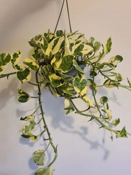 Epipremnum Njoy pothos