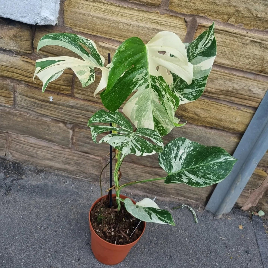 Monstera Variegated Thai Constellation 