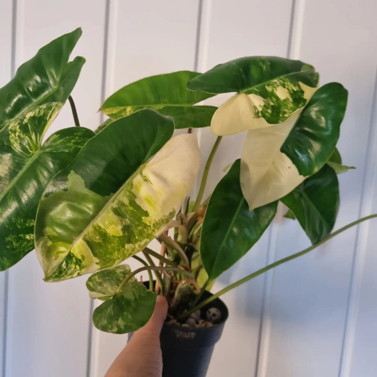 Philodendron Burle Marx Albo Variegata 