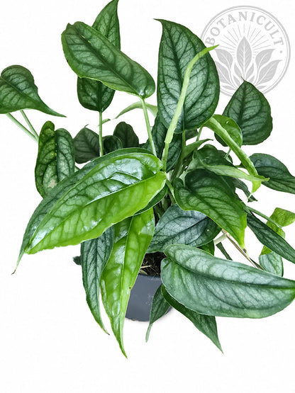 Monstera Siltepecana