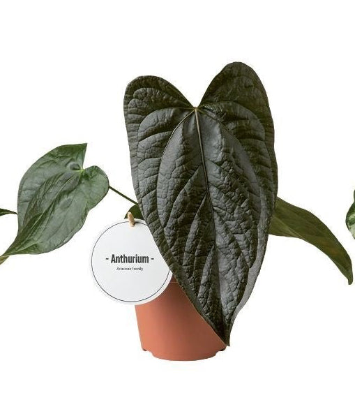 Anthurium Luxurians