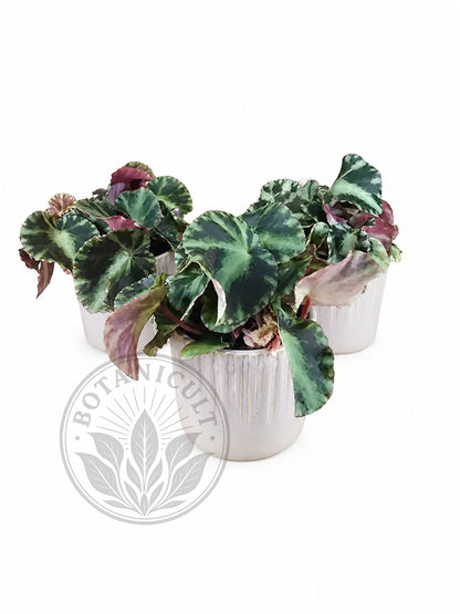 Begonia Cleopatrae | 6cm Ceramic Pot