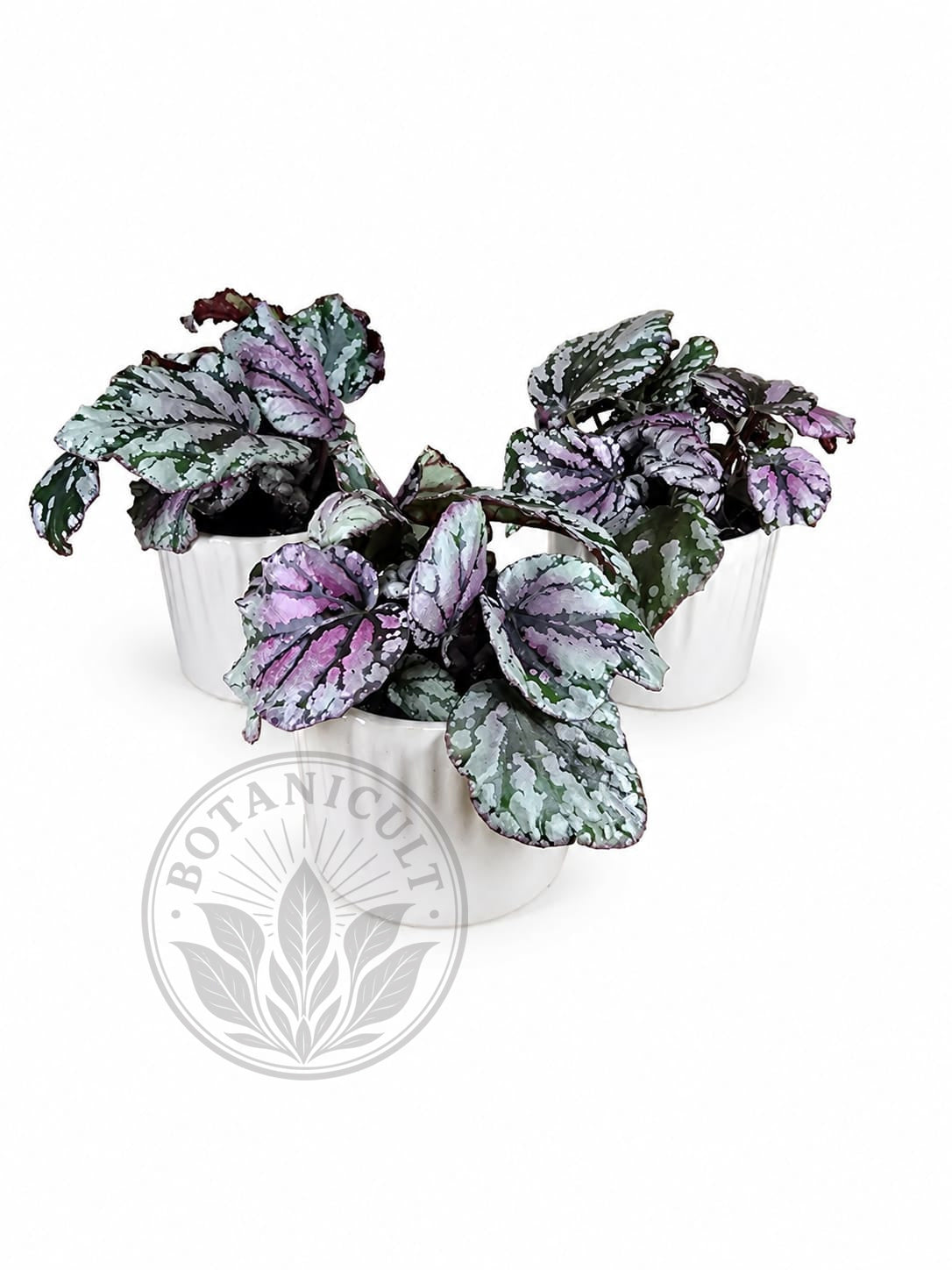 Begonia Rex 'Hugh McLauchlan' | 6cm Ceramic Pot