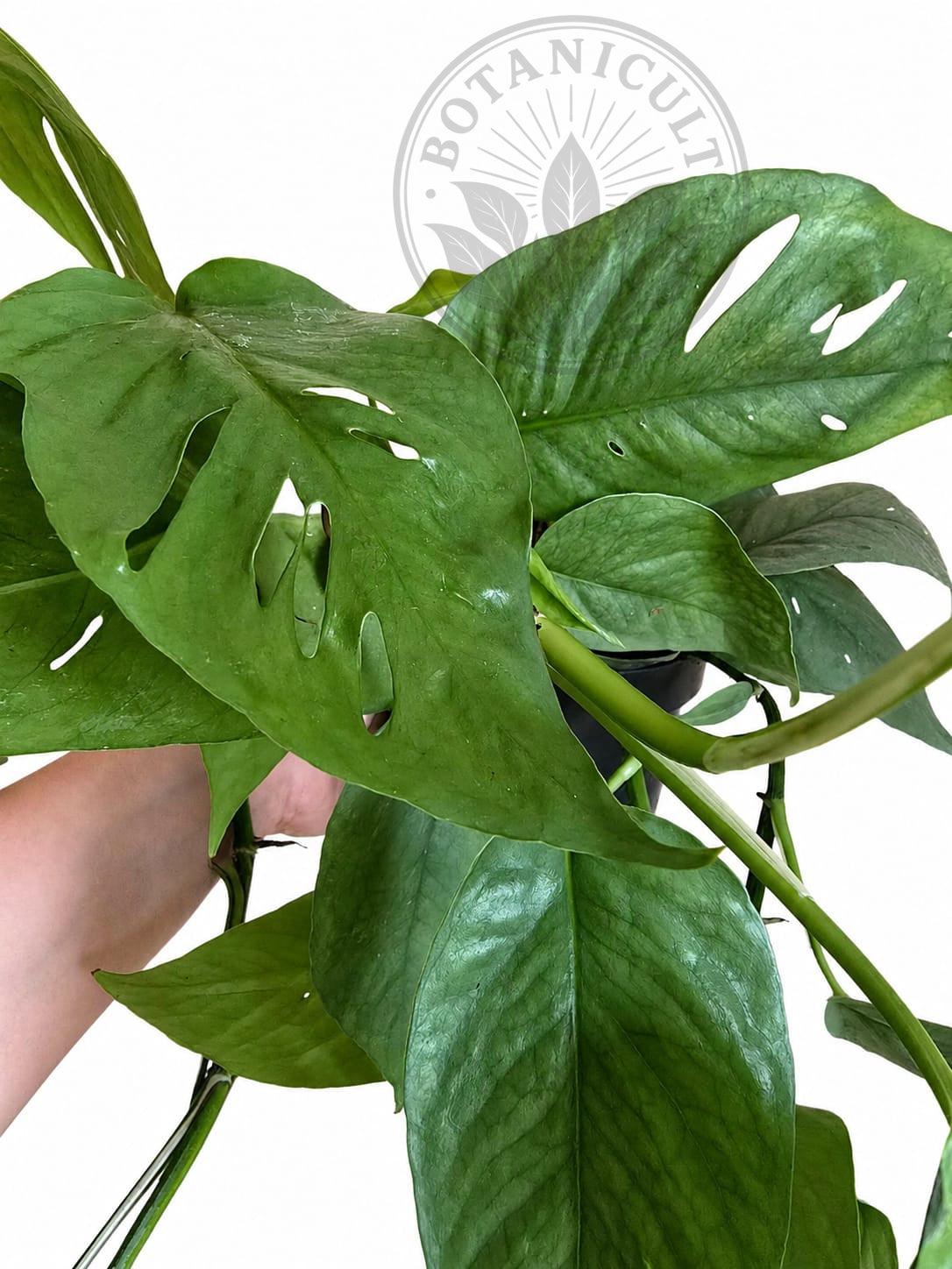 Epipremnum Cebu Blue