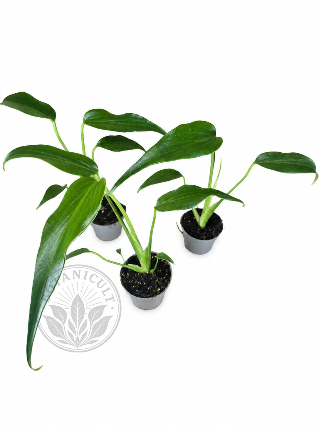 Monstera Burle Marx Flame