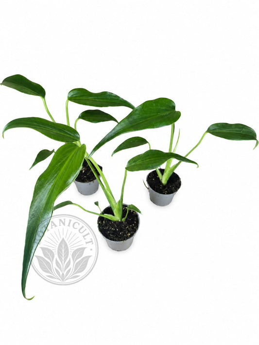 Monstera Burle Marx Flame