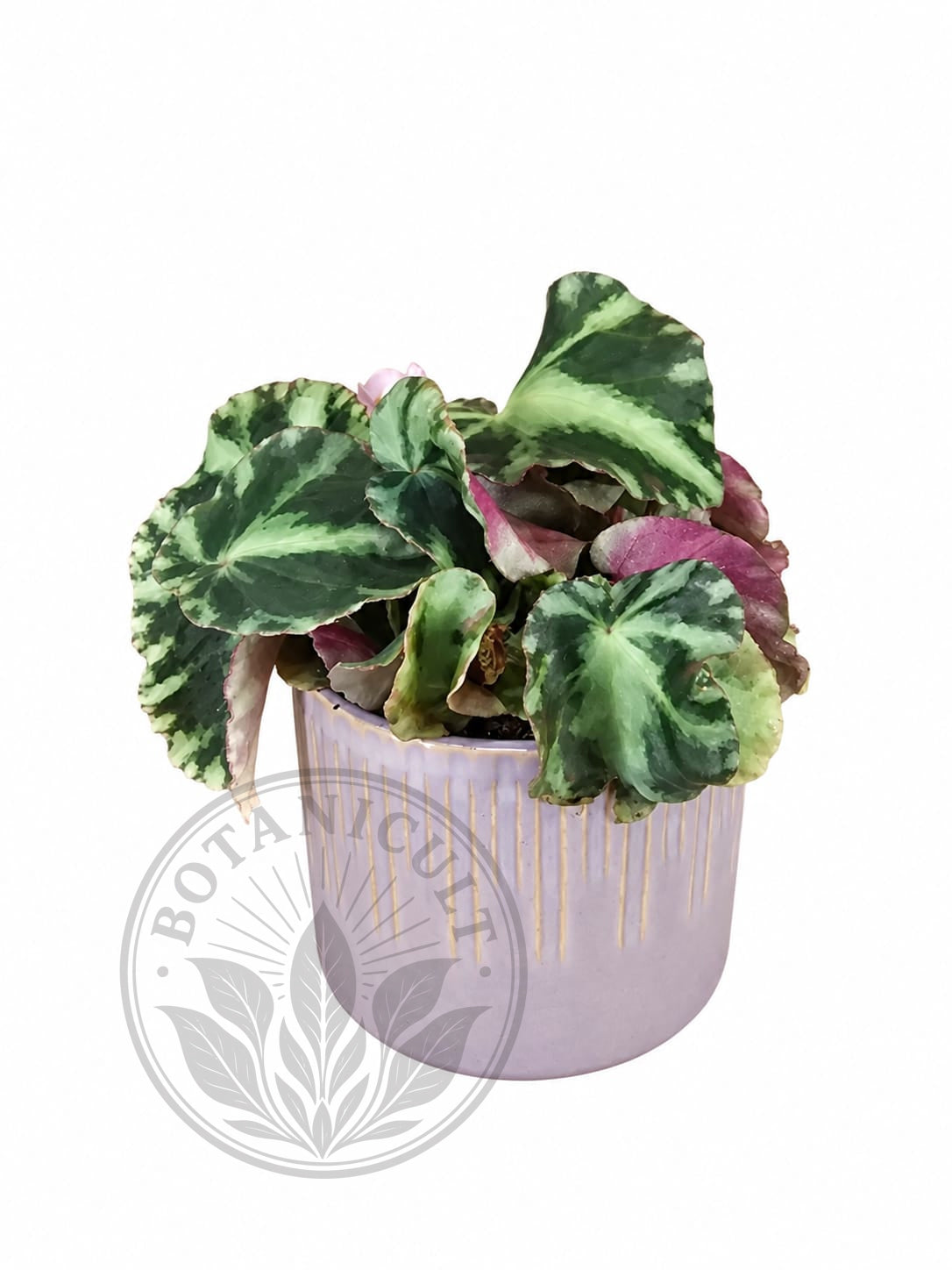 Begonia Cleopatrae | 6cm Ceramic Pot
