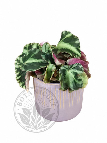 Begonia Cleopatrae | 6cm Ceramic Pot