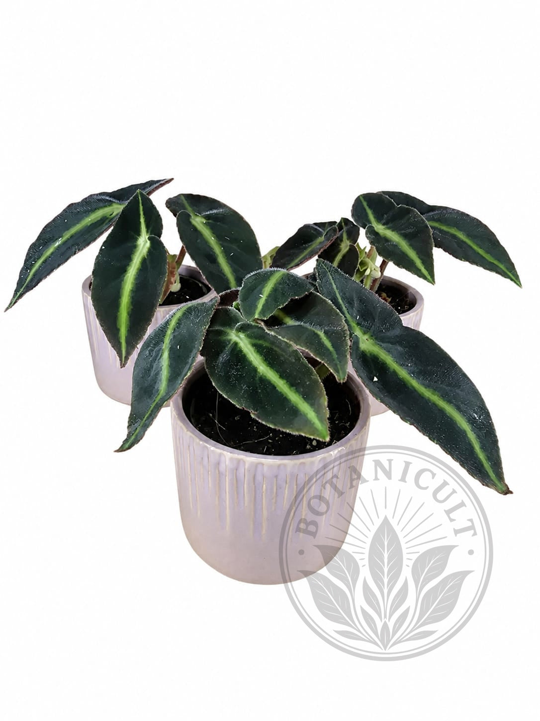 Begonia Listada | 6cm Ceramic Pot