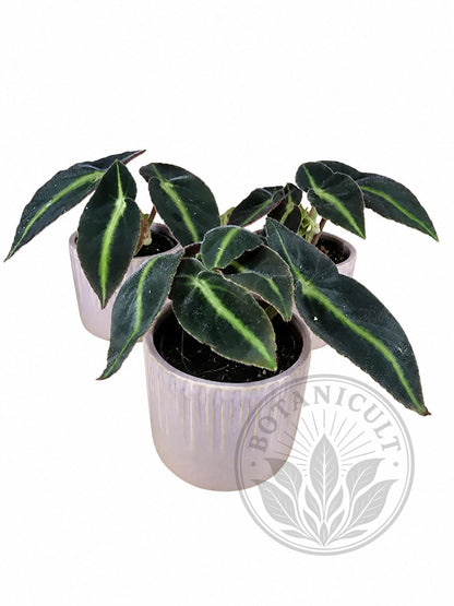 Begonia Listada | 6cm Ceramic Pot