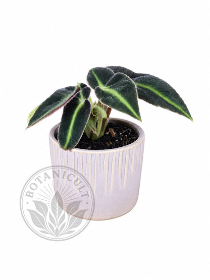 Begonia Listada | 6cm Ceramic Pot