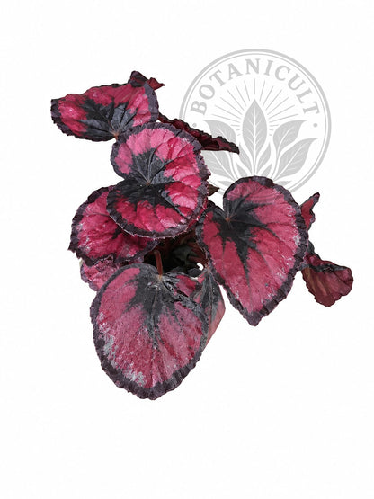 Begonia 'Red Kiss' | 6cm Ceramic Pot