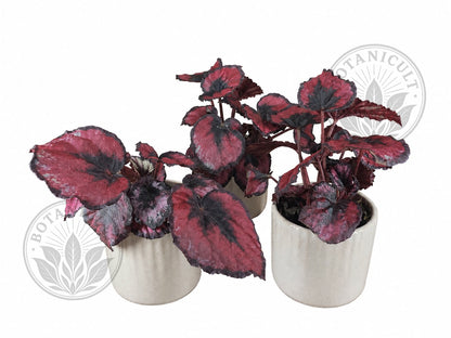 Begonia 'Red Kiss' | 6cm Ceramic Pot