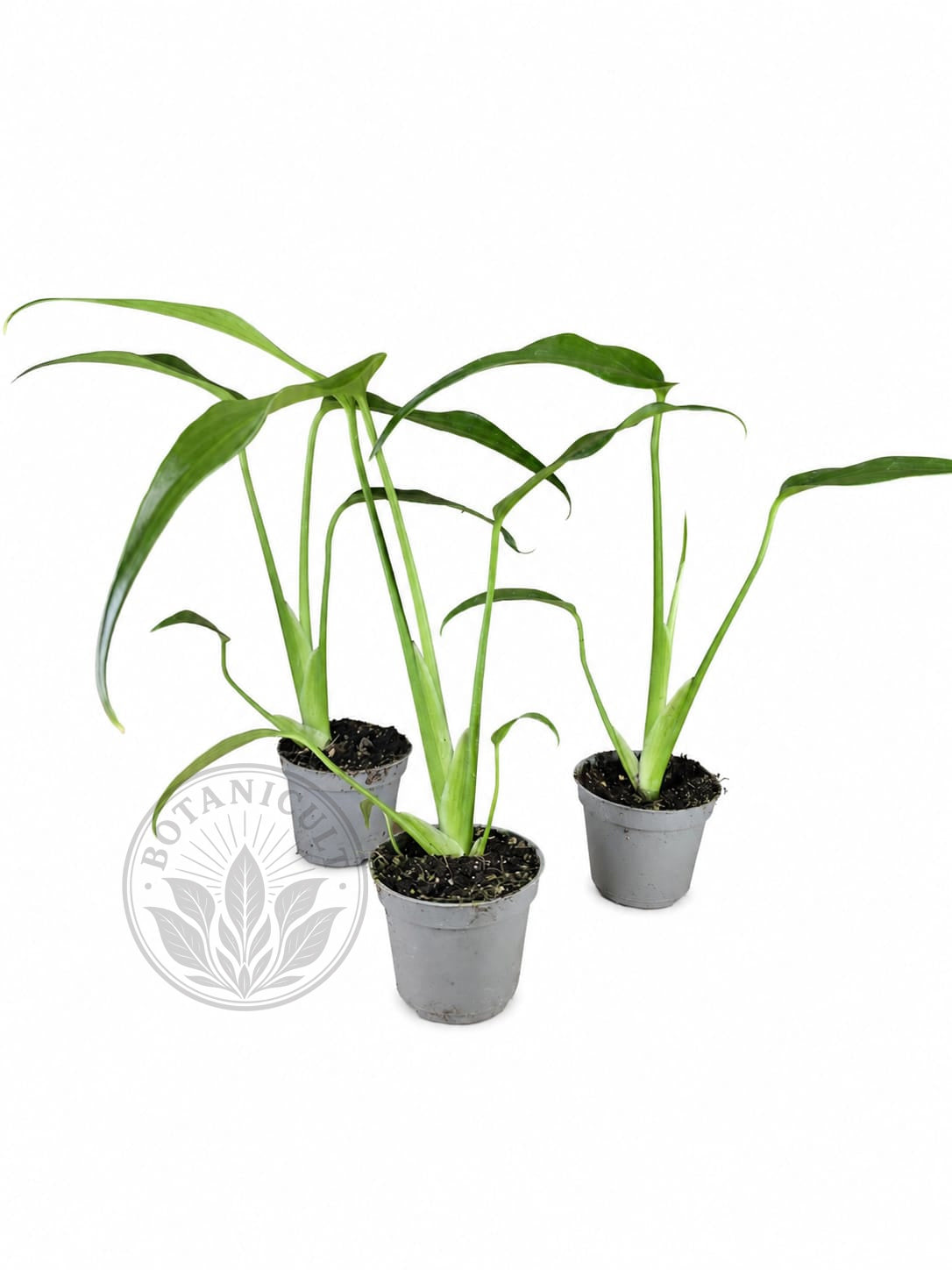Monstera Burle Marx Flame