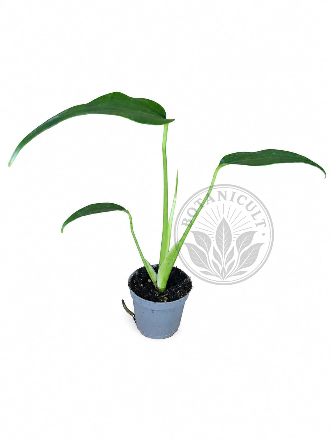 Monstera Burle Marx Flame