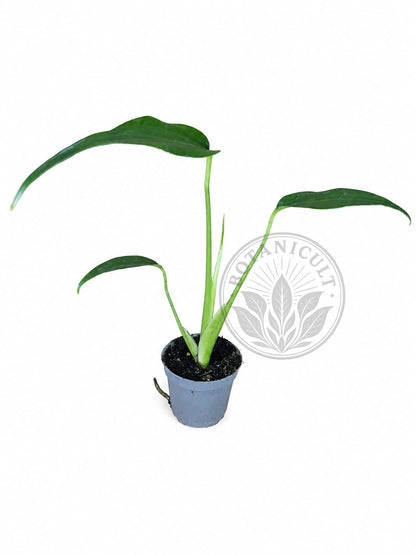 Monstera Burle Marx Flame