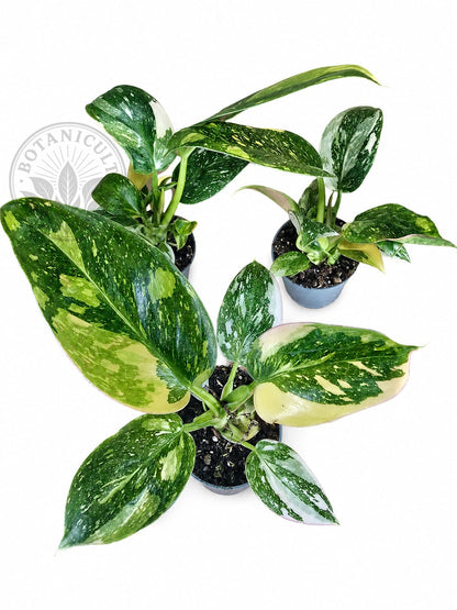 Philodendron Green Congo Variegated (Nuclear)