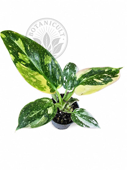 Philodendron Green Congo Variegated (Nuclear)