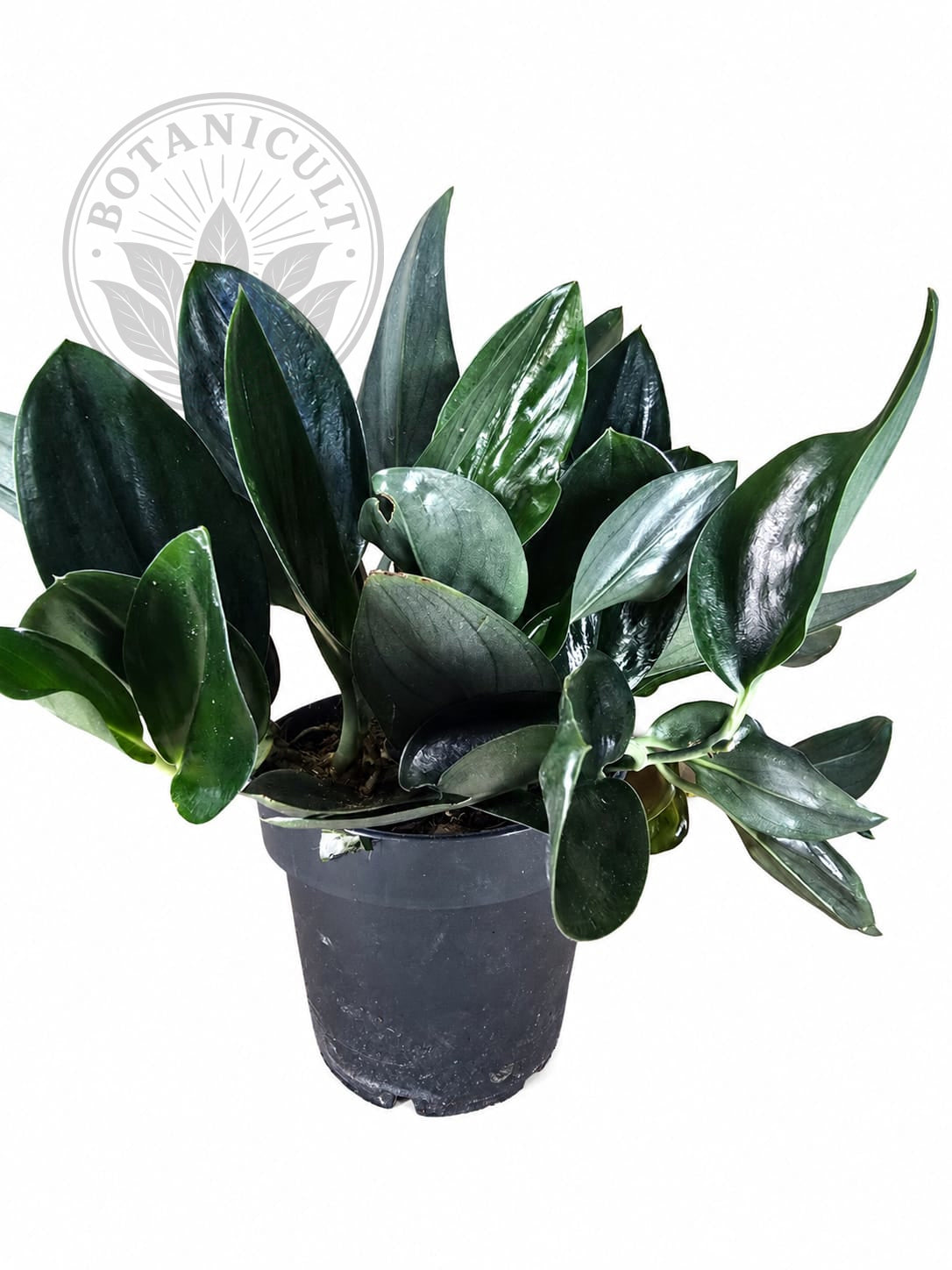 Scindapsus Treubii Dark Form