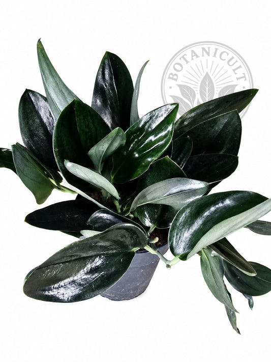 Scindapsus Treubii Dark Form