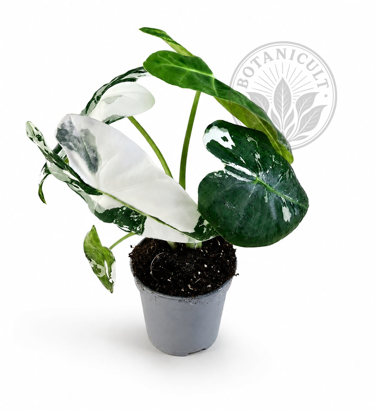 Alocasia Frydek Variegated