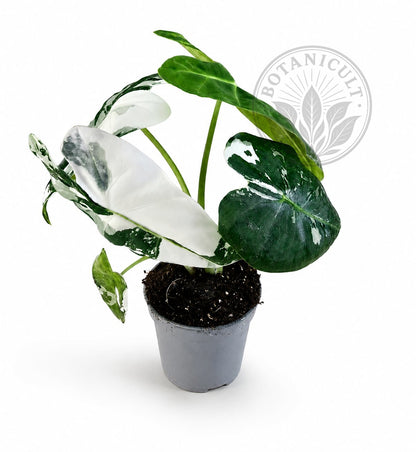 Alocasia Frydek Variegated