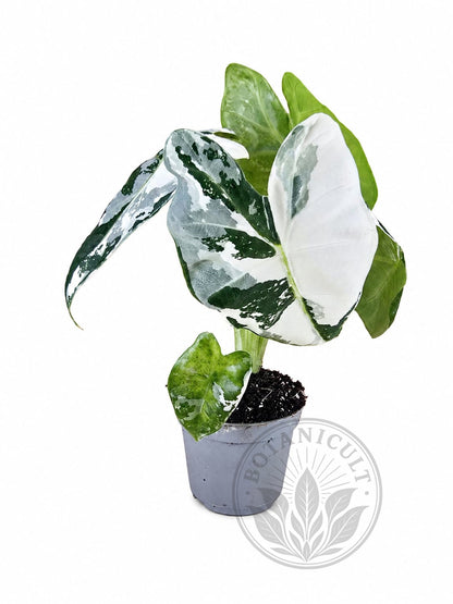 Alocasia Frydek Variegated