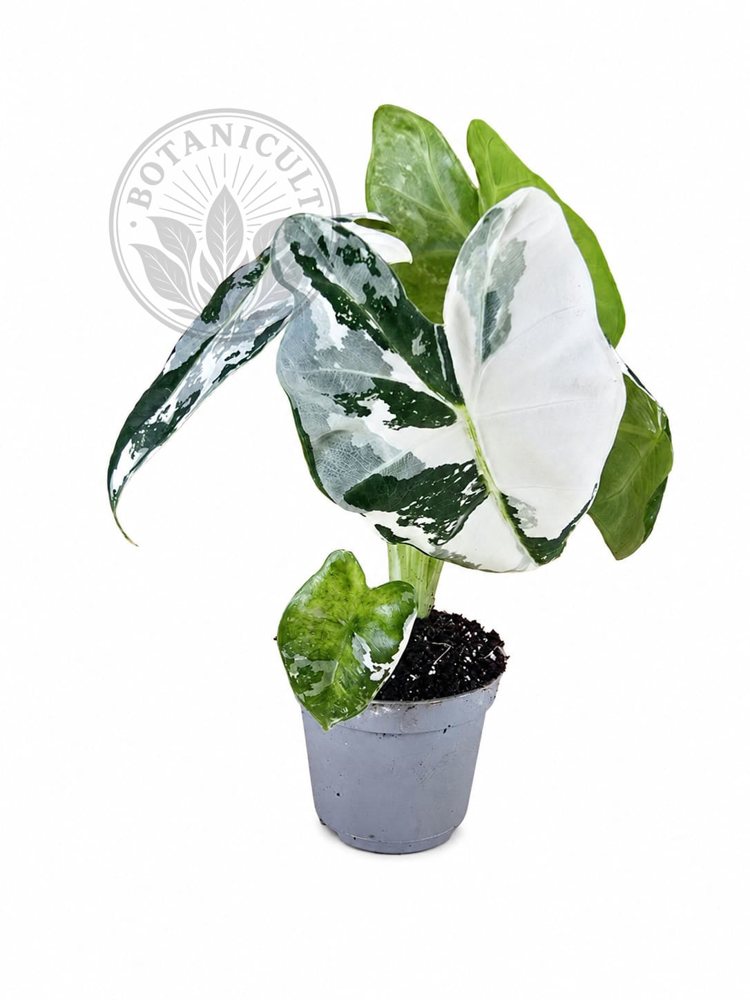 Alocasia Frydek Variegated