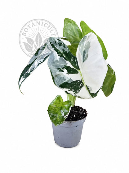 Alocasia Frydek Variegated
