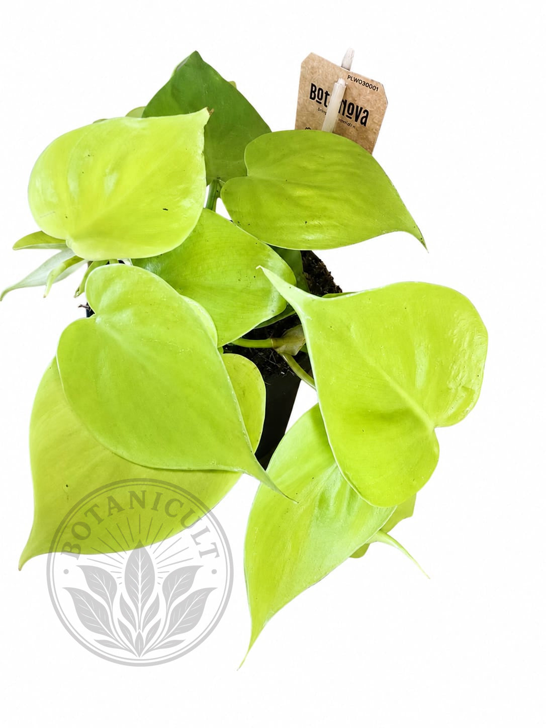 Philodendron Lemon Lime Scandens