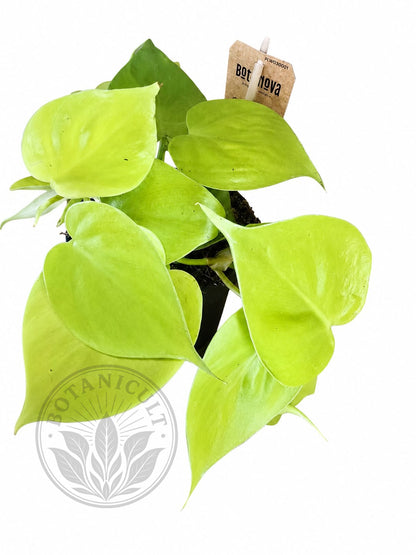 Philodendron Lemon Lime Scandens