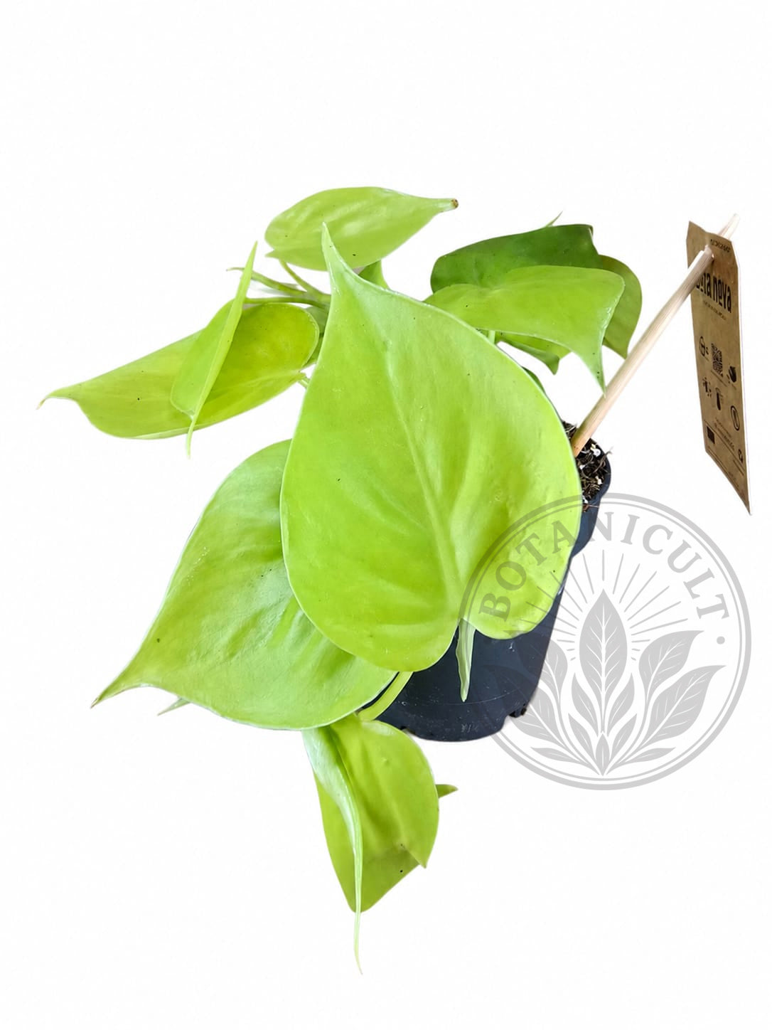 Philodendron Lemon Lime Scandens