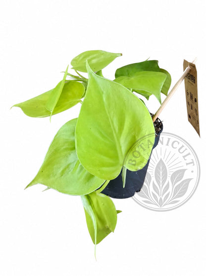 Philodendron Lemon Lime Scandens